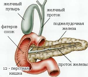 рак фатерова соска